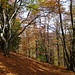 ... im lieblichen, herbstlichen Wald  ...