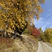 ... und letzter Rückblick zum prächtigen Herbstbild im Südschwarzwald