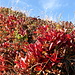 Herbstlich verfärbte Alpenrosenstauden am Rots Hore
