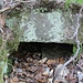 Eine hineingewachsene Wurzel weist auf ein altes Bauwerk hin: Kanal oder Rösche