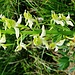 Orchis verdatre, (platanthera chlorantha) Beverin park, prati di Lohn, macro