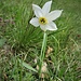 Narcissus poeticus L.<br />Amaryllidaceae<br /><br />Narciso selvatico<br />Narcisse des poètes<br />Poeten-Narzisse