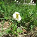 Hügel-Windröschen (Anemone sylvestris)