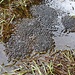 auf Poil-de-Chien finden sich zahlreiche kleine Wasserflächen mit Froschlaich ...