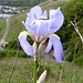 Das Foto dieser wunderschönen Blume haben wir einem Verhauer zu verdanken. Der Moselsteig verläuft unten durch den Weinberg<br /><br />[http://f.hikr.org/files/2906674.jpg Vergrößerung]<br /><br />Eine Schwertlilie??<br /><br />