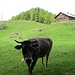 Glückliche Kühe auf der Rosenburg