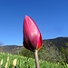 eine einzige der roten Tulpen (die Variante forma omnino rubra) setzt sich in Szene