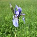 die [http://de.wikipedia.org/wiki/Sibirische_Schwertlilie Sibirische Schwertlilie] (Iris sibirica)