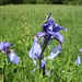 die [http://de.wikipedia.org/wiki/Sibirische_Schwertlilie Sibirische Schwertlilie] (Iris sibirica)