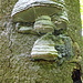 ein Baumpilz in Pilzform