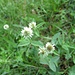 [http://de.wikipedia.org/wiki/Bergklee Bergklee] (Trifolium montanum)