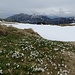 Zaghafte Krokusblüte auf der Alp Sigel - der Wintereinbruch von letzter Woche hinterliess Spuren.
