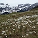 Krokusblüte auf der Alp Sigel