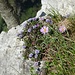Kugelblumen und Alpenastern direkt am Felsrand