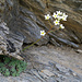 Immergrüner Steinbrech (Saxifraga aizoon)