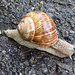 dank des starken Regens, der noch am Schluss aufgekommen ist, habe ich noch diese schöne Schnecke gesehen.