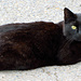 eine schwarze "Sitterkatze"