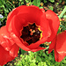 schöne Tulpen am Wegesrand. 