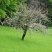 Ein blühender (Apfel?-)Baum auf der Schneematt.