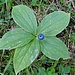 paris quadrifolia con 5 foglie