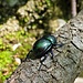 Incontri  (scarabeo stercorario)