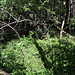 Unterwegs zwischen Krkavčie skaly und Okrúhly laz - Seitenblick, während wir wieder durch ein Waldstück stapfen.