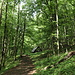 Im Abstieg zwichen Na Skale und Zádielska dolina-Horáreň - Auf breitem Weg geht's im Wald bergab.