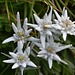 Edelweiss hat es dort in rauen Mengen.