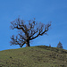 Der berühmte Bergahorn-Baum "Schutzengel" bei der Alp Le Vaju