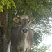 .... Kühe waren schon auf den Alpen der Lauftegg anzutreffen