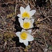 Es ist Frühling geworden!