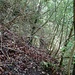Querung