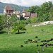 Schloss Wildenstein.