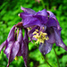 Schwarzviolette Akelei