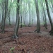 Il tipico bosco di faggi con il sottobosco pulito a causa della poca luce che filtra in estate e per le numerose foglie che cadono in autunno.