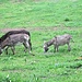 Terminata la pioggia, alcuni asinelli escono a mangiare e ad asciugarsi all’Alpe del Vicerè.
