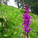 [http://commons.wikimedia.org/wiki/File:FocusedPurpleFlowersOnSelsley.jpg Orchis Mascula]