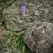 Phyteuma betoncifolium Vill.<br />Campanulaceae<br /><br />Raponzolo montano<br />Raiponce à feuilles de bétoine<br />Betonienblättrige Rapunzel<br />