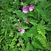 Silene dioica (L.) Clairv.<br />Caryophillaceae<br /><br />Silene dioica<br />Silene dioique, Compagnon rouge<br />Rote Waldnelke