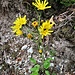 Hieracium murorum aggr.<br />Asteraceae<br /><br />Sparviere dei boschi<br />Epervière des bois<br />Wald-Habitskraut