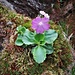  Primula hirsuta All.<br />Primulaceae<br /><br />Primula irsuta<br />Primevere à gorge blanche<br />Rote Fesen-Primel, Behaarte Schlüsselblume [Editare]<br />