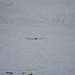 Ein Murmeltier (Mungg) hat sich aus dem Schnee gegraben.