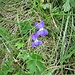 Viola riviniana Rchb.<br />Violaceae<br /><br />Viola di Rivinus<br />Violette de Rivinus<br />Hain-Velichen<br /><br />