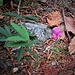 Lathyrus linifolium (Reichard) Bässler<br />Fabaceae<br /><br />Cicerchia montana<br />Gesse des montagnes<br />Berg-Platterbse