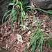 Anthericum liliago L.<br />Asparagaceae<br /><br />Lilioasfodelo maggiore<br />Anthéric à fleurs de lys<br />Astlose Graslilie