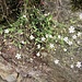 Silene rupestris L.<br />Caryophillaceae<br /><br />Silene rupestre<br />Siléne des rochers<br />Felsen-Leimkraut