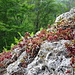 interessanter Bewuchs am Hohenstein