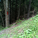 Sentier descendant probablement sur Sainte-Marguerite depuis la route forestière (vers 1200 m.)