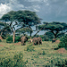 Lake Manyara National Park ist für seine Baumlöwen bekannt. Die Elefanten klettern nicht.