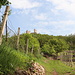 Im Aufstieg zur Burg Tornau, Turniansky hrad - Seitenblick über ein Grundstück, wo offenbar auch Wein angebaut wird. Hinten lugt die Burg ins Bild.